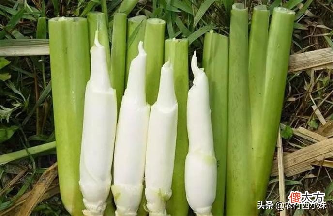 茭白种植需要哪些条件 茭白怎么样种植