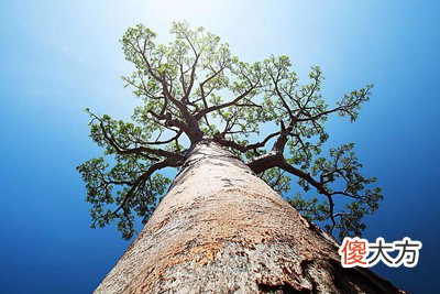 滴天髓论甲木