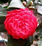 在未来三天迎好运，4属相接好福气，日子春风得意，喜上心头