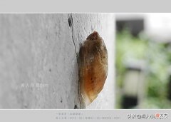 用什么样的手机才能拍摄出好看的照片 用手机怎样才能拍出好看的照片呢