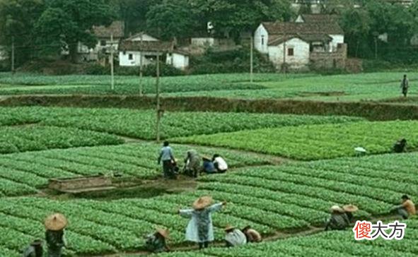 【爱历史】老照片：70年代末的广州，那时候市中心还有绿油油的农田