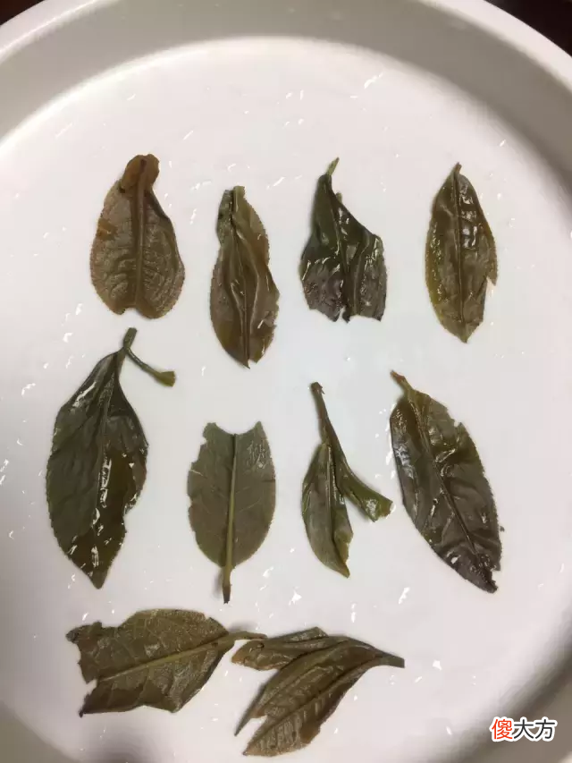 一款来自古六大茶山的生普 生普的茶叶