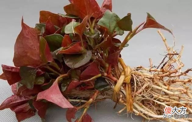 韩国销量最好的三大护肤品 韩国销量最好的护肤品牌