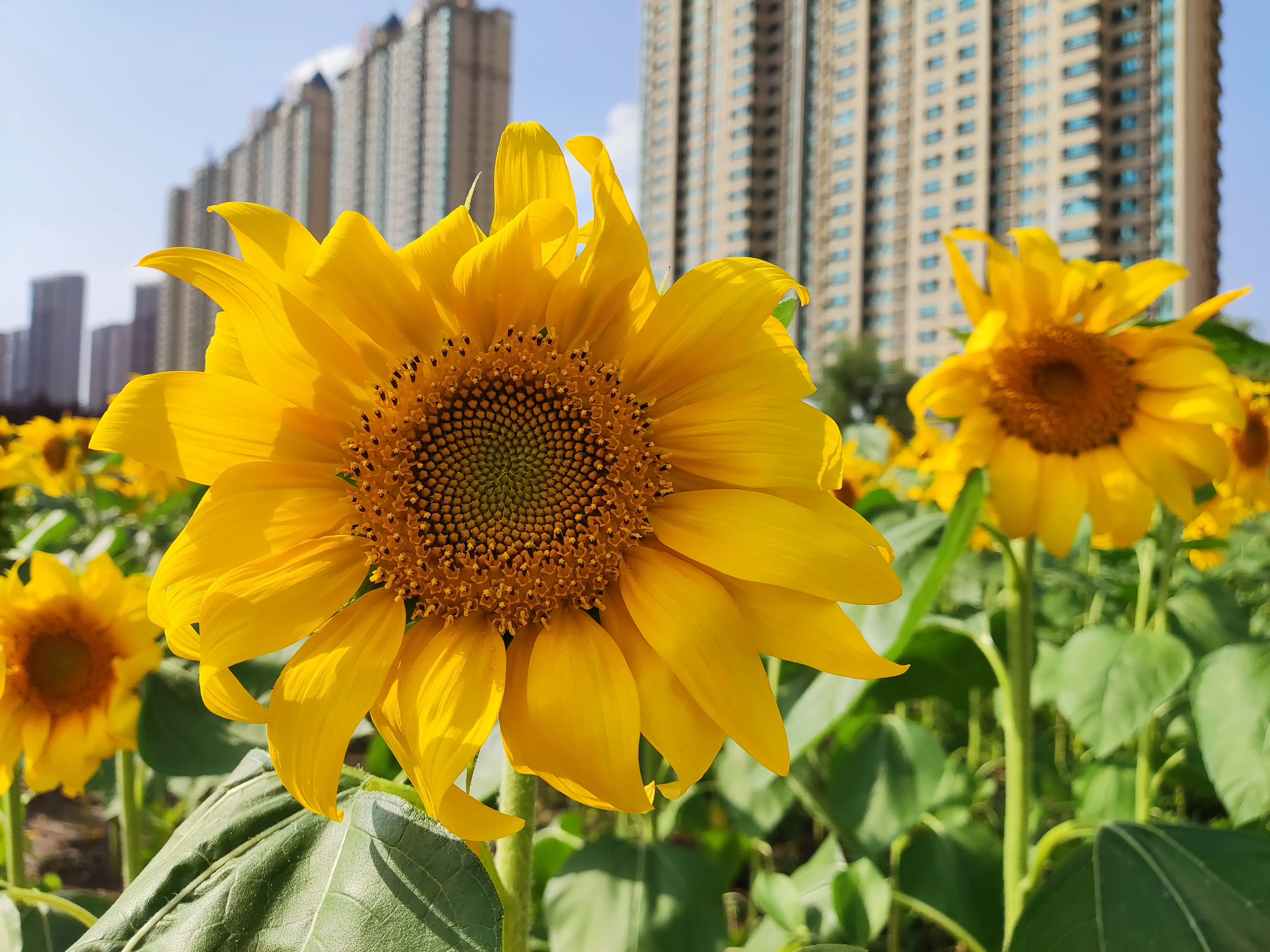 抚顺市又添一处新的网红打卡地啦！
