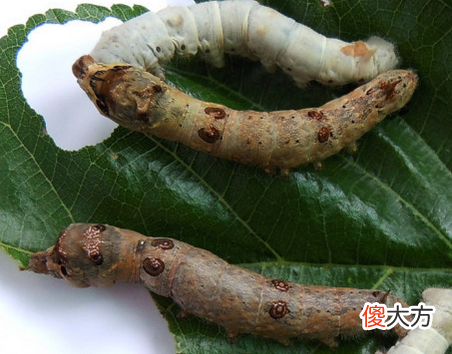 盘点动物界的超强伪装 最会伪装的动物