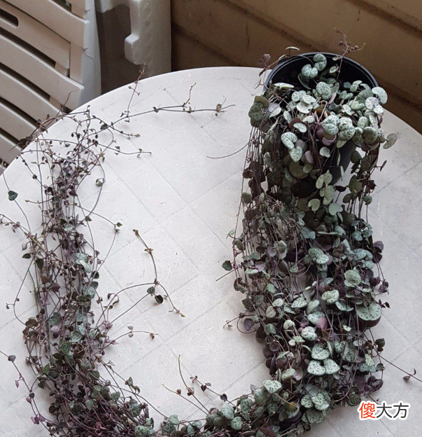 哪些植物适合垂盆养殖 垂盆植物有哪些