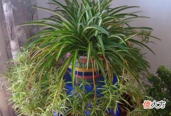 哪些植物适合垂盆养殖 垂盆植物有哪些