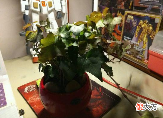 哪些植物适合垂盆养殖 垂盆植物有哪些