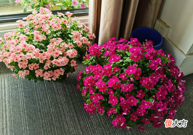 哪些植物适合垂盆养殖 垂盆植物有哪些