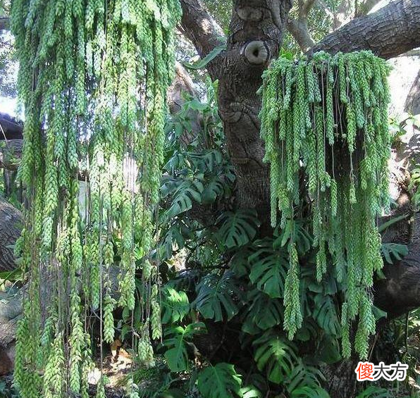 哪些植物适合垂盆养殖 垂盆植物有哪些