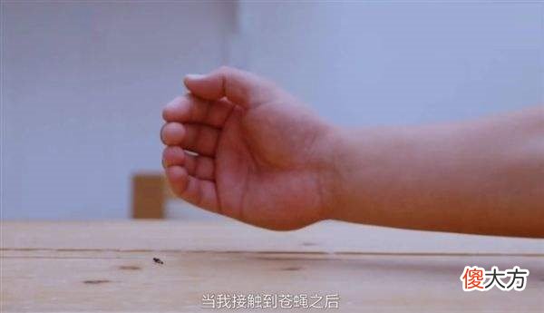 怎么样才能徒手拍死或者抓住苍蝇 如何徒手捉苍蝇