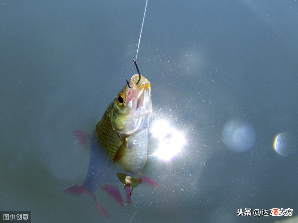 钓获的金鱼和锦鲤能吃吗 金鱼能吃锦鲤鱼食吗