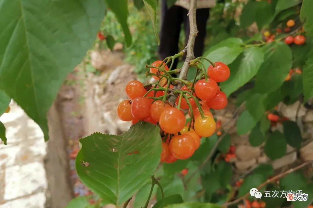 细说原产于中国的蔷薇科水果 蔷薇科类的水果