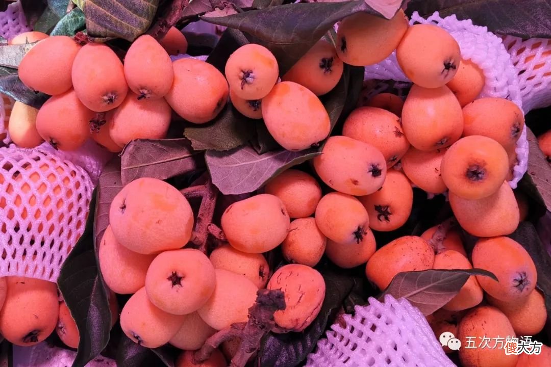 细说原产于中国的蔷薇科水果 蔷薇科类的水果