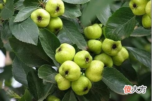 细说原产于中国的蔷薇科水果 蔷薇科类的水果