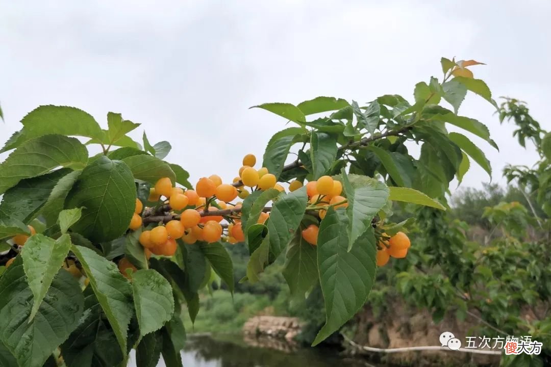 细说原产于中国的蔷薇科水果 蔷薇科类的水果