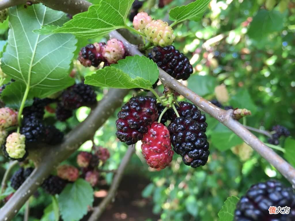 古人都能吃到哪些水果 古代人都能吃到什么水果