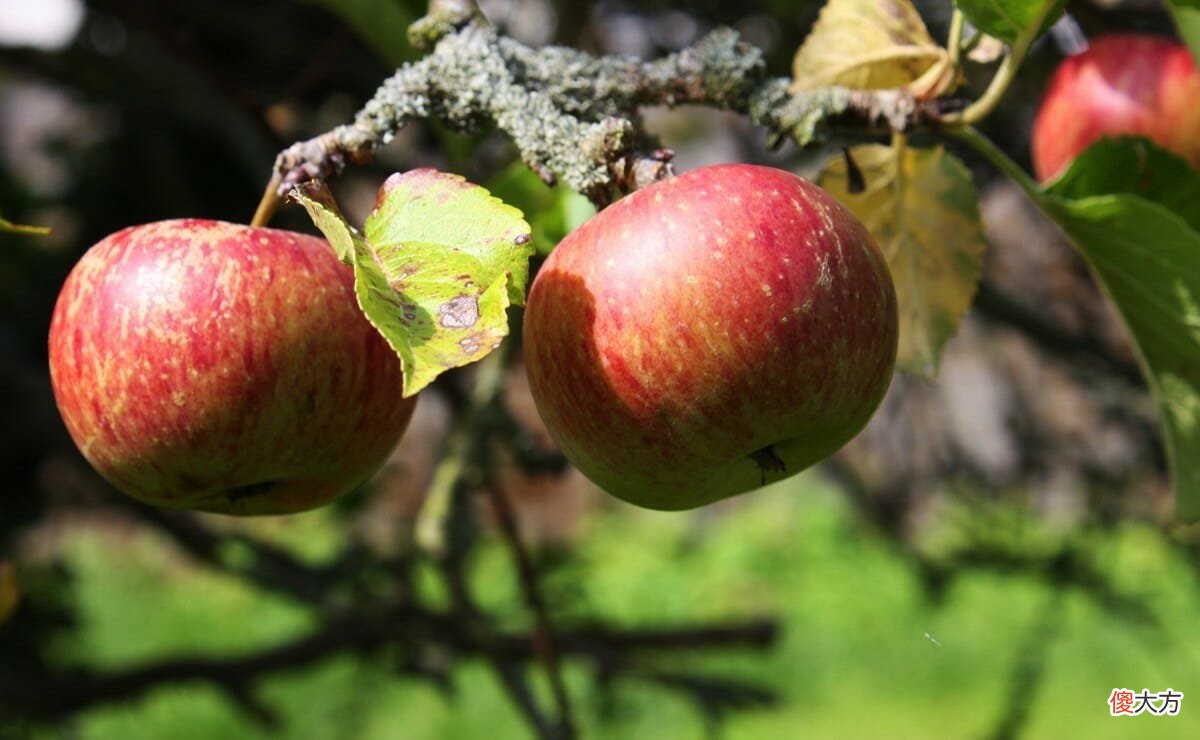 古人都能吃到哪些水果 古代人都能吃到什么水果