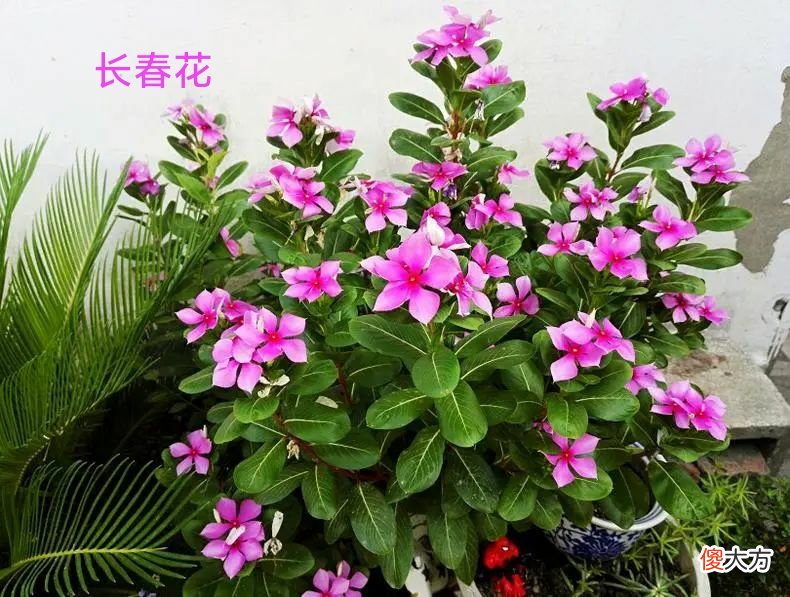 超长待机，盘点那些花期超长的花卉