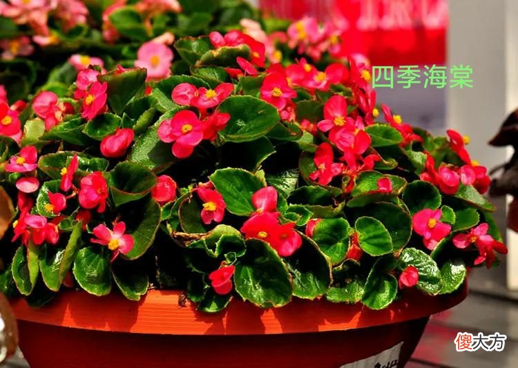 超长待机，盘点那些花期超长的花卉
