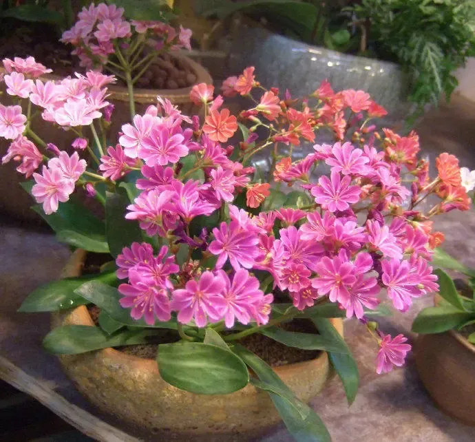 超长待机，盘点那些花期超长的花卉