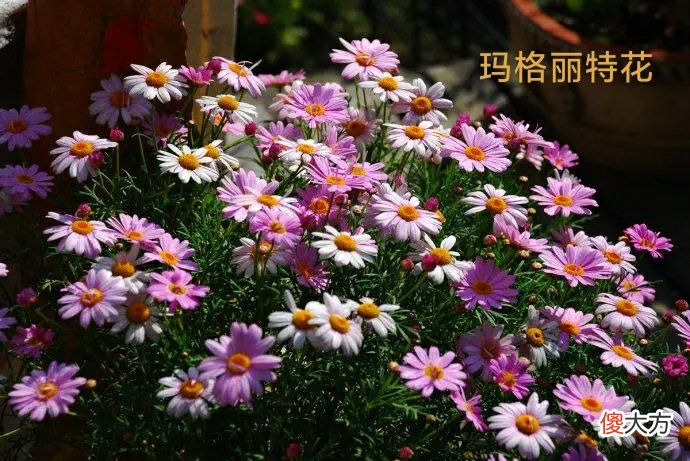 超长待机，盘点那些花期超长的花卉