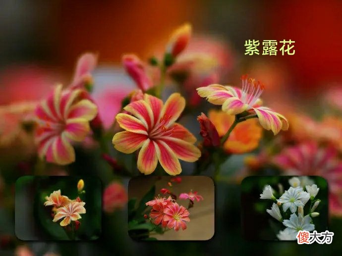 超长待机，盘点那些花期超长的花卉