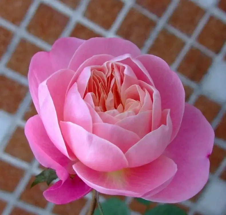 超长待机，盘点那些花期超长的花卉
