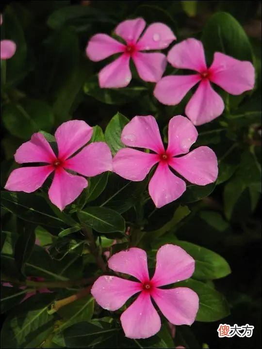 超长待机，盘点那些花期超长的花卉