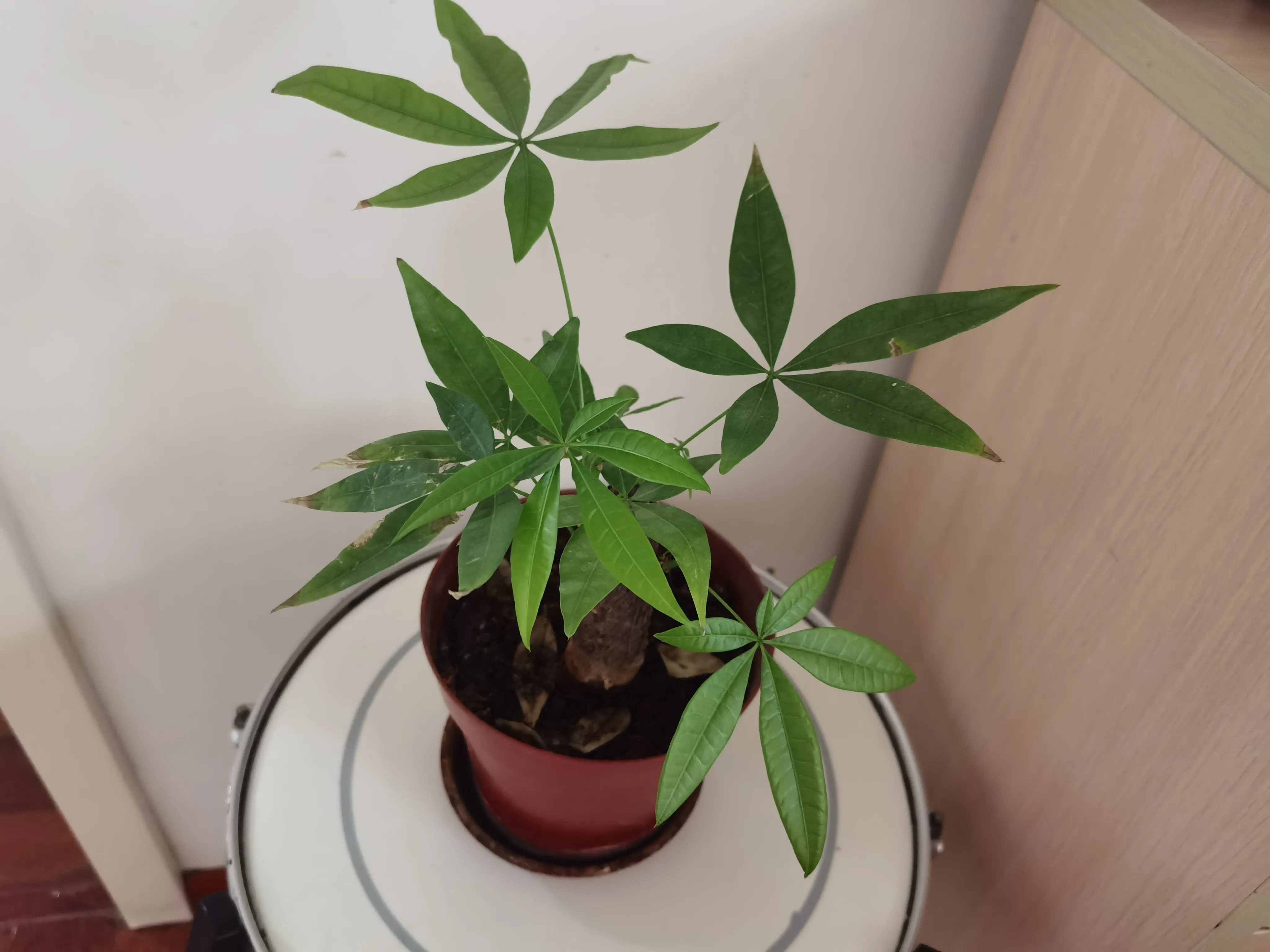 北京头条 今天试了试用语音输入法写作