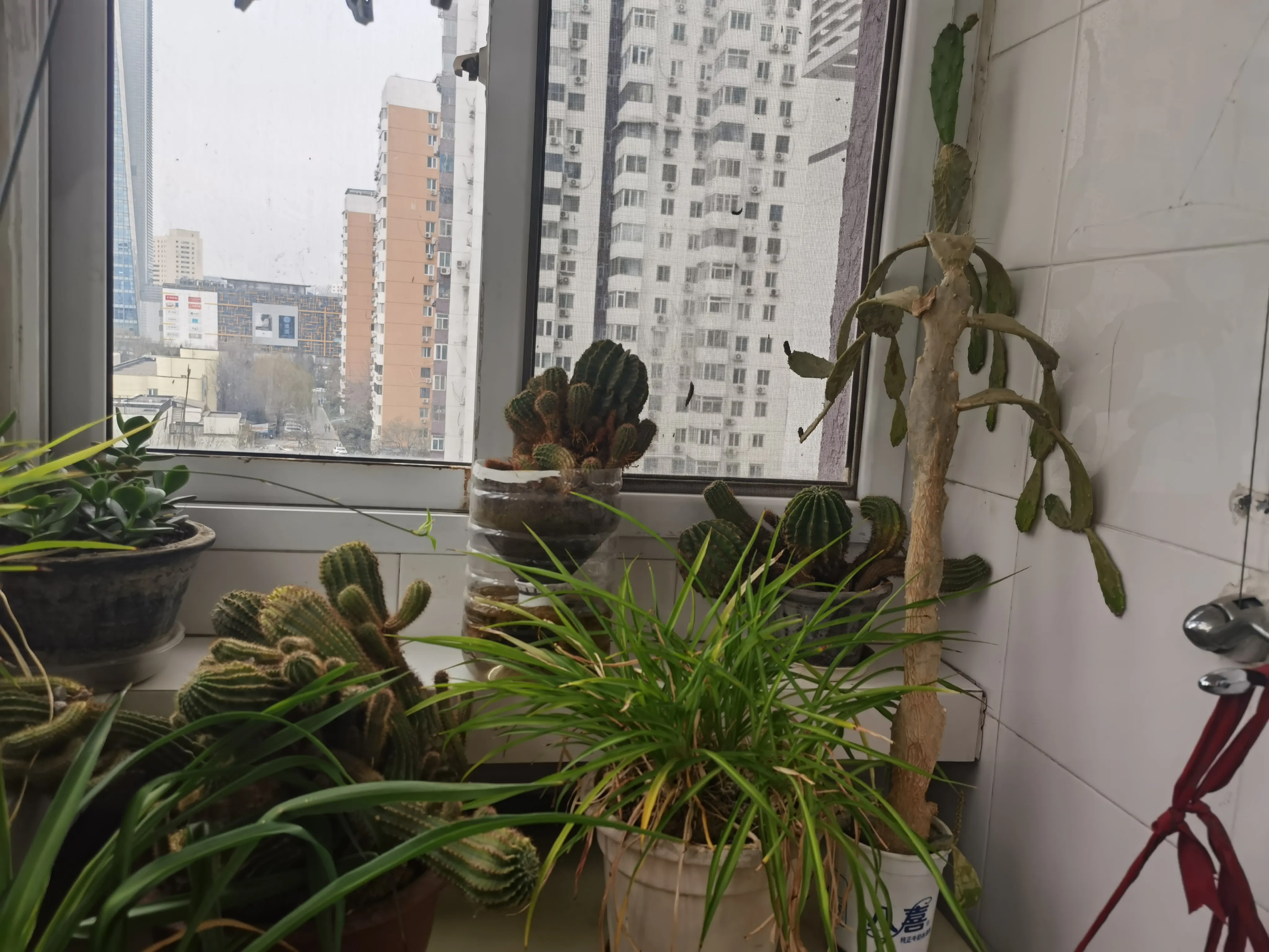北京头条 今天试了试用语音输入法写作