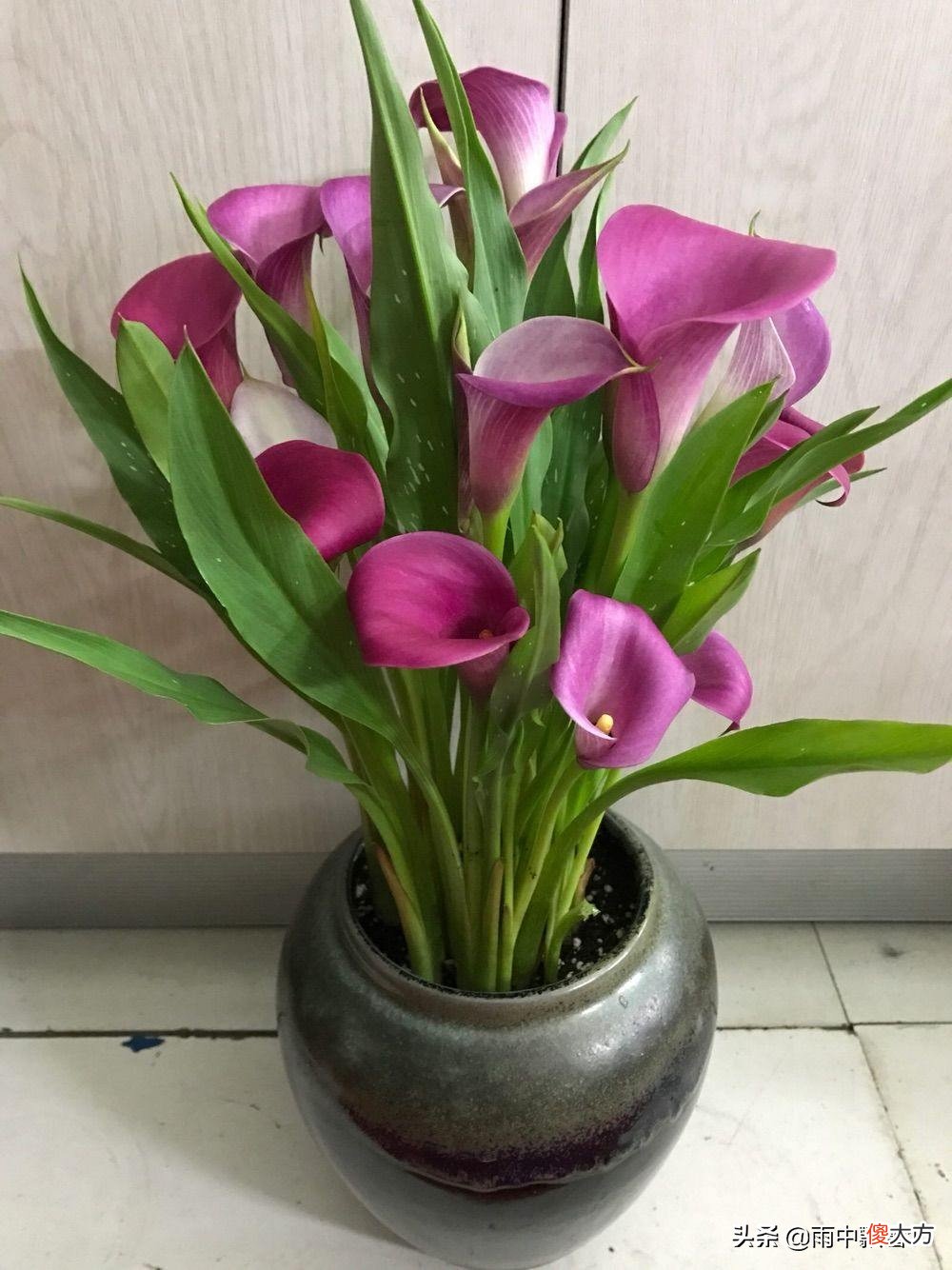 赏花的每一天夏季处于休眠期的花卉该怎么养护？