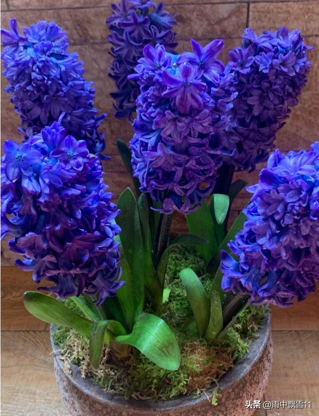 赏花的每一天夏季处于休眠期的花卉该怎么养护？