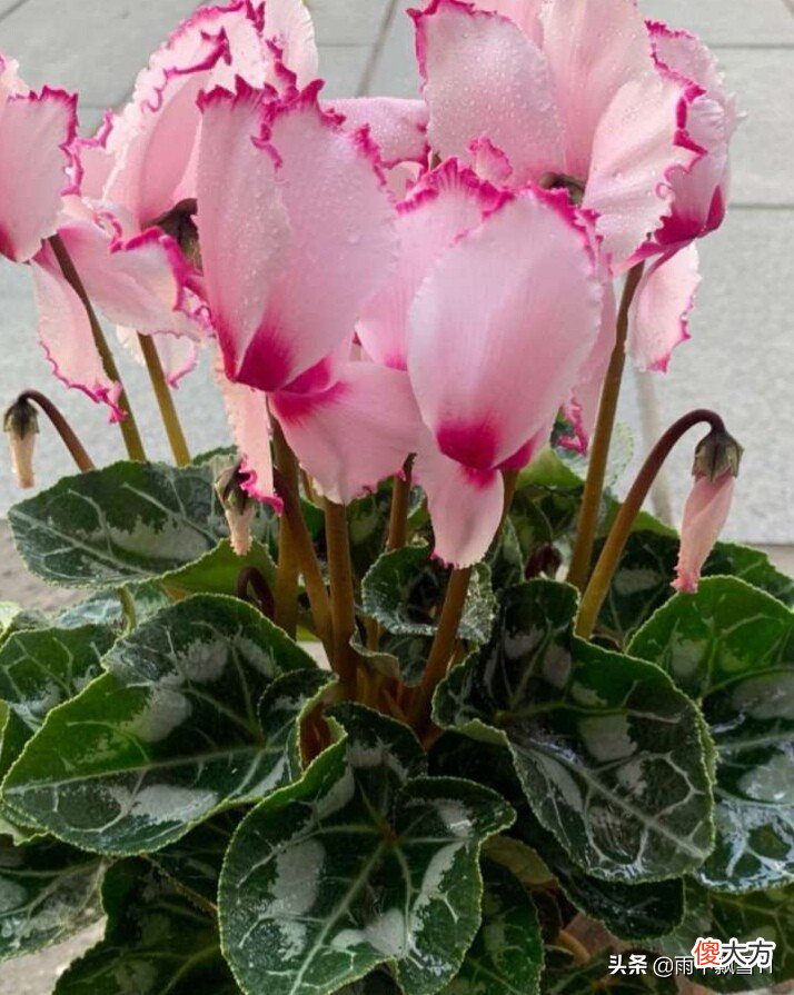 赏花的每一天夏季处于休眠期的花卉该怎么养护？