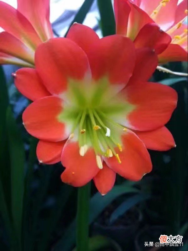 赏花的每一天夏季处于休眠期的花卉该怎么养护？