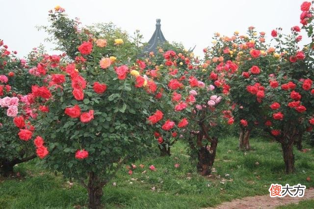 家有小院子，门口种棵花树吧，开花时真的很美