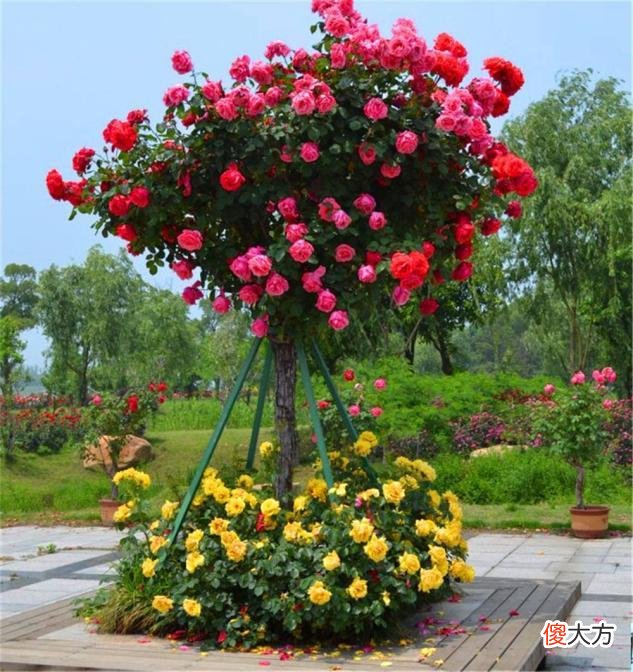 家有小院子，门口种棵花树吧，开花时真的很美
