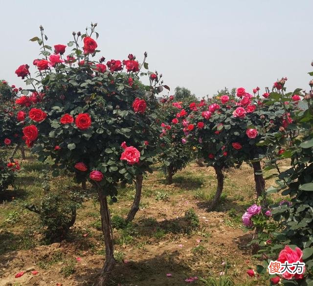 家有小院子，门口种棵花树吧，开花时真的很美
