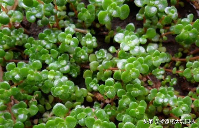 花友交流圈 景天属，一年生或多年生草本