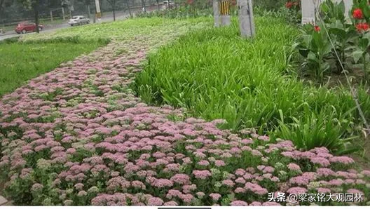 花友交流圈 景天属，一年生或多年生草本