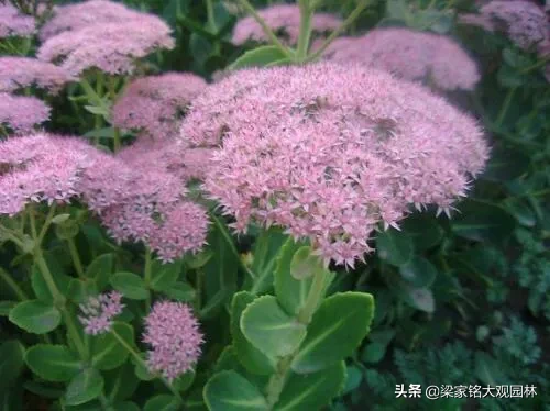 花友交流圈 景天属，一年生或多年生草本