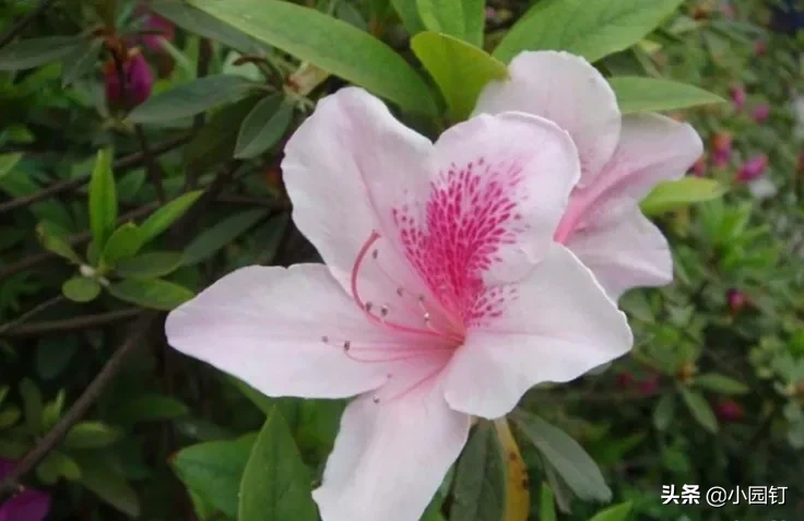 你知道杭州有个四季鲜花盛开，空气都带花香的地方吗？