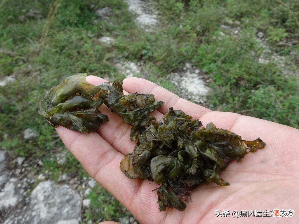 香椿、地菜皮、芥菜等春季时令菜，痛风患者可以吃哪些？怎么吃？