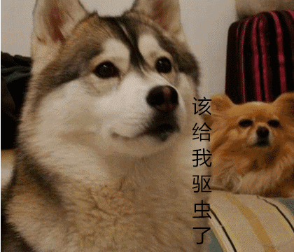 为什么强烈建议你给狗狗定期驱虫 狗狗为什么要定期驱虫