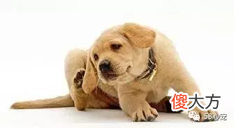 为什么强烈建议你给狗狗定期驱虫 狗狗为什么要定期驱虫