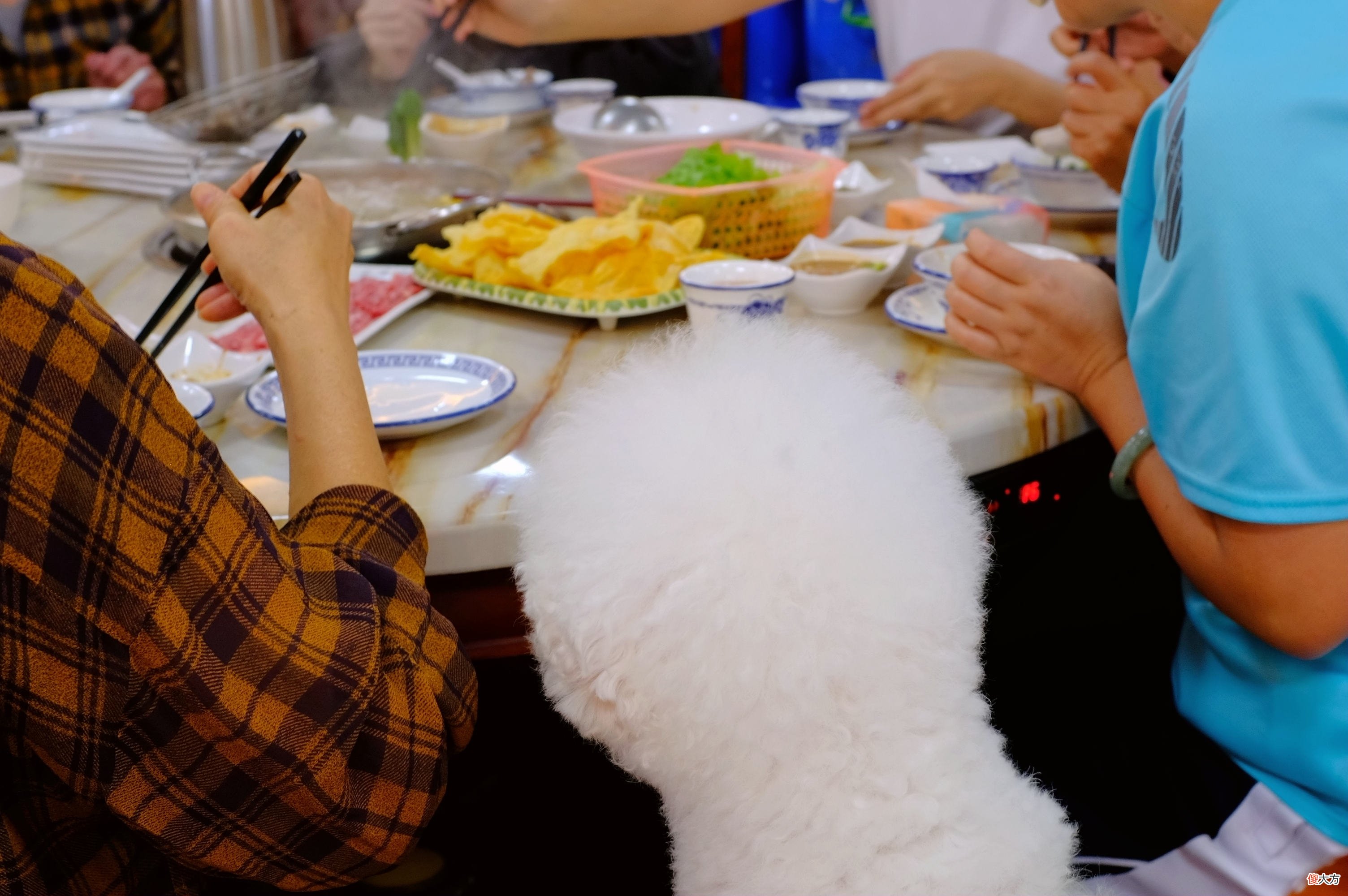 潮汕牛肉火锅吃到这里该是头了吧 潮汕牛肉火锅?