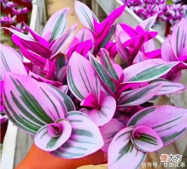【时尚一点】油画婚礼吊兰“褪色”返绿?那是“求救信号”,再不纠正就晚了