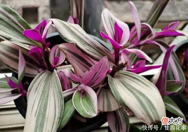 【时尚一点】油画婚礼吊兰“褪色”返绿?那是“求救信号”,再不纠正就晚了