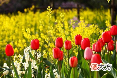 《江湖金口诀》之盲人快速查日法秘决