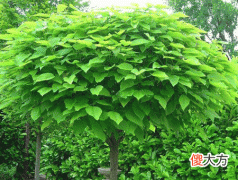 梓字五行属什么